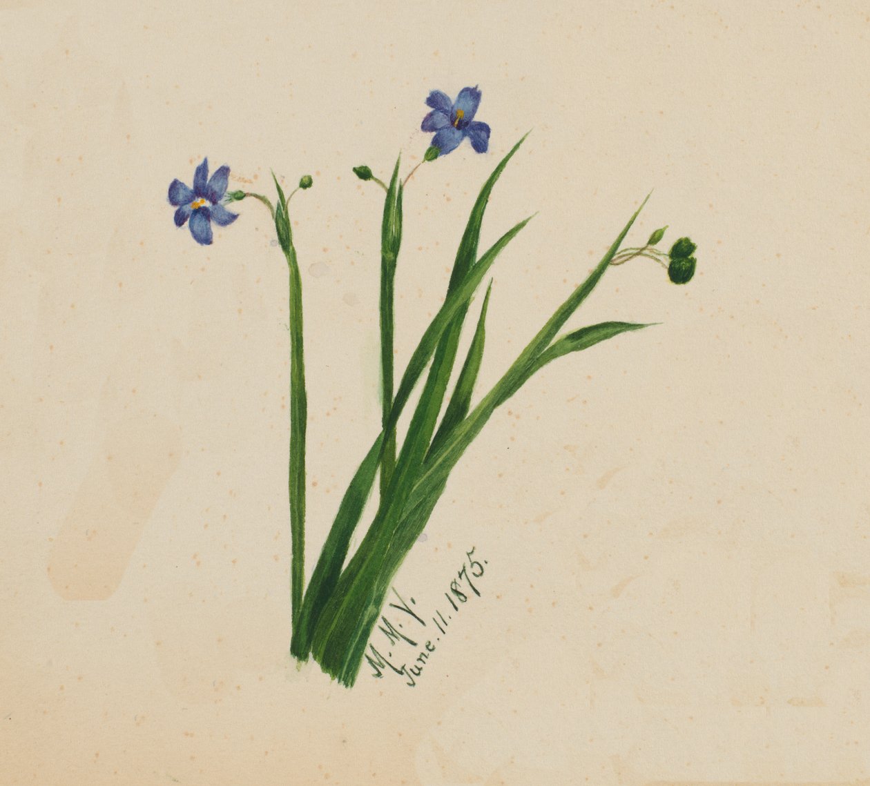 Ohne Titel, 1875 von Mary Vaux Walcott