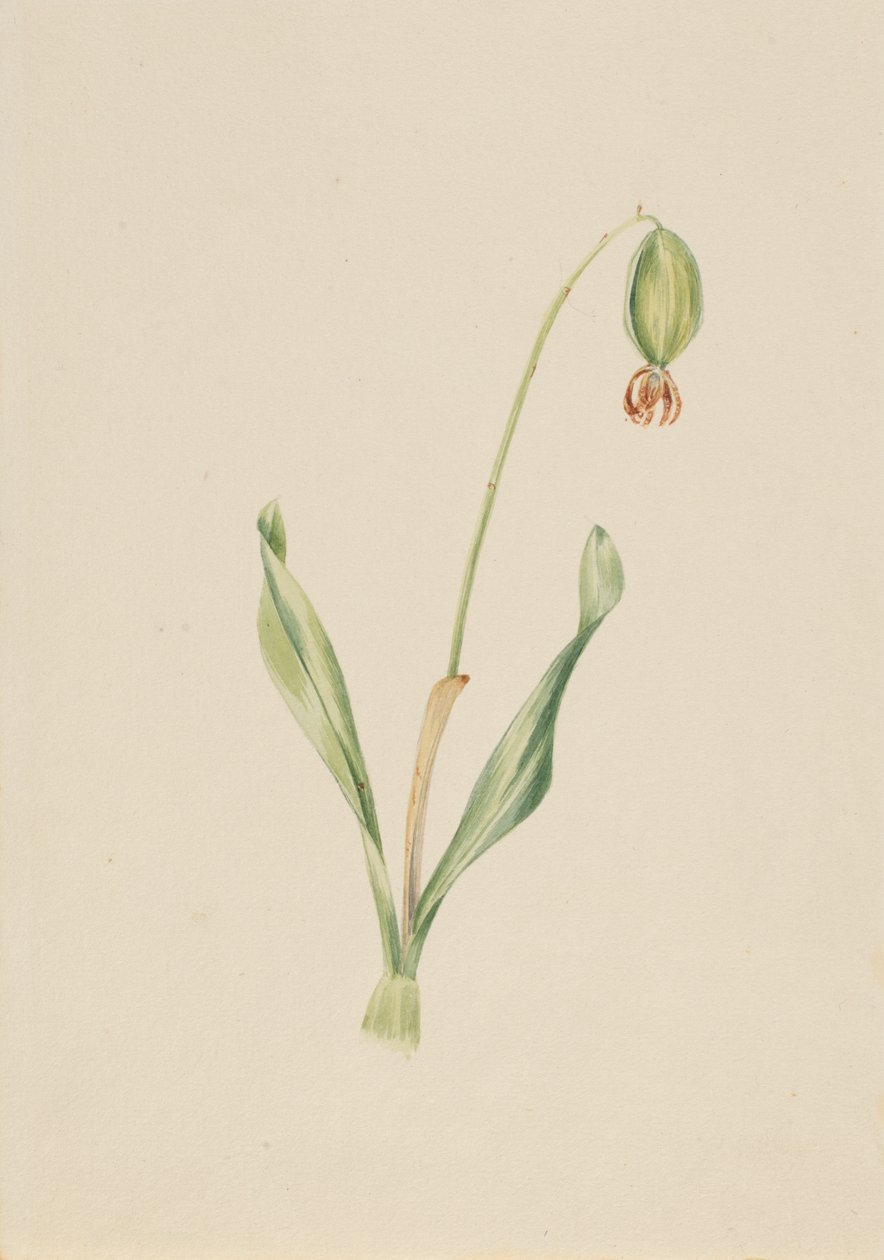 Unbetitelte Pflanzenstudie, ca. frühe 1930er Jahre von Mary Vaux Walcott