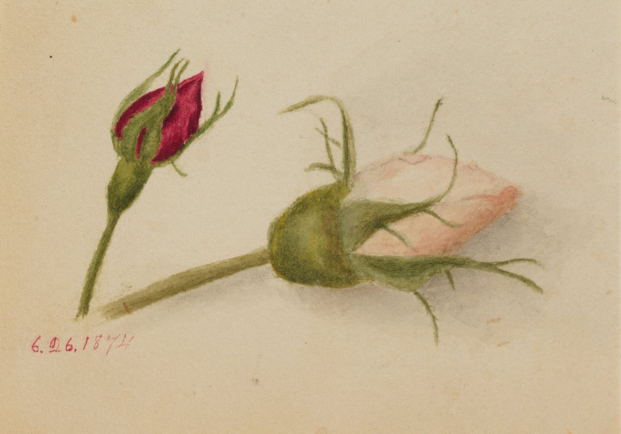 Unbetitelte Rosenknospen, 1874 von Mary Vaux Walcott