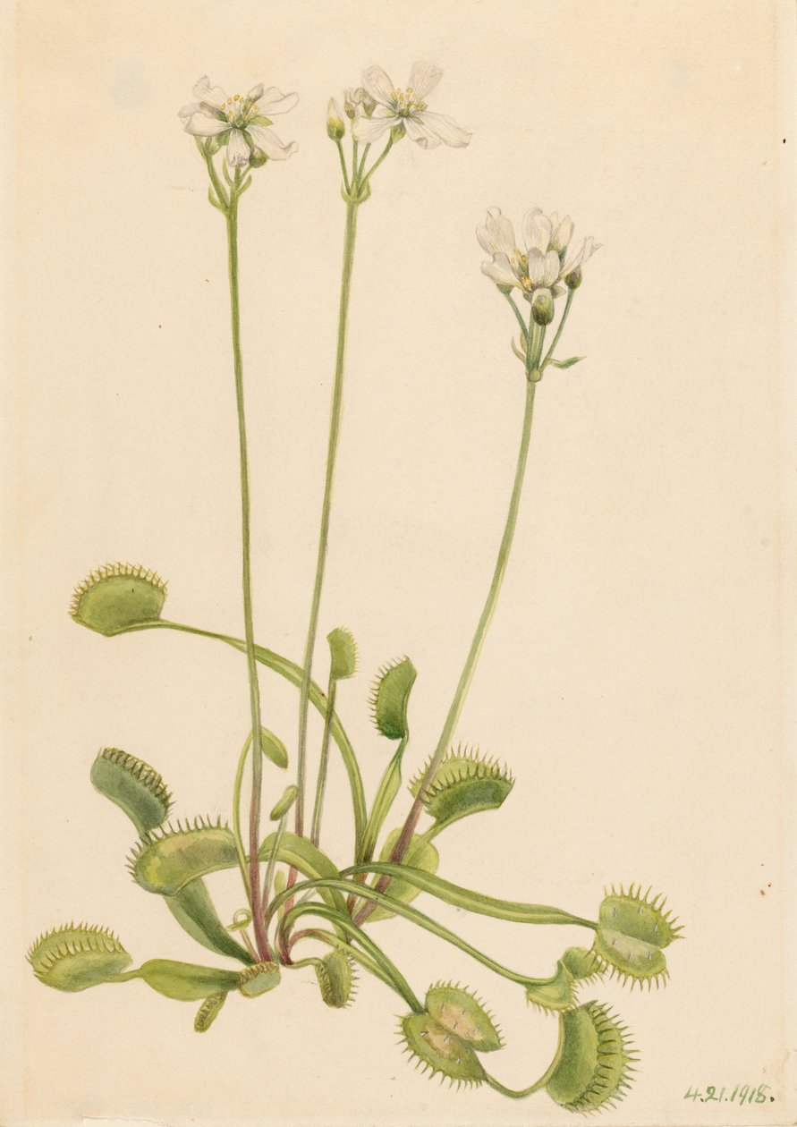 Venusfliegenfalle (Dionaea muscipula) von Mary Vaux Walcott