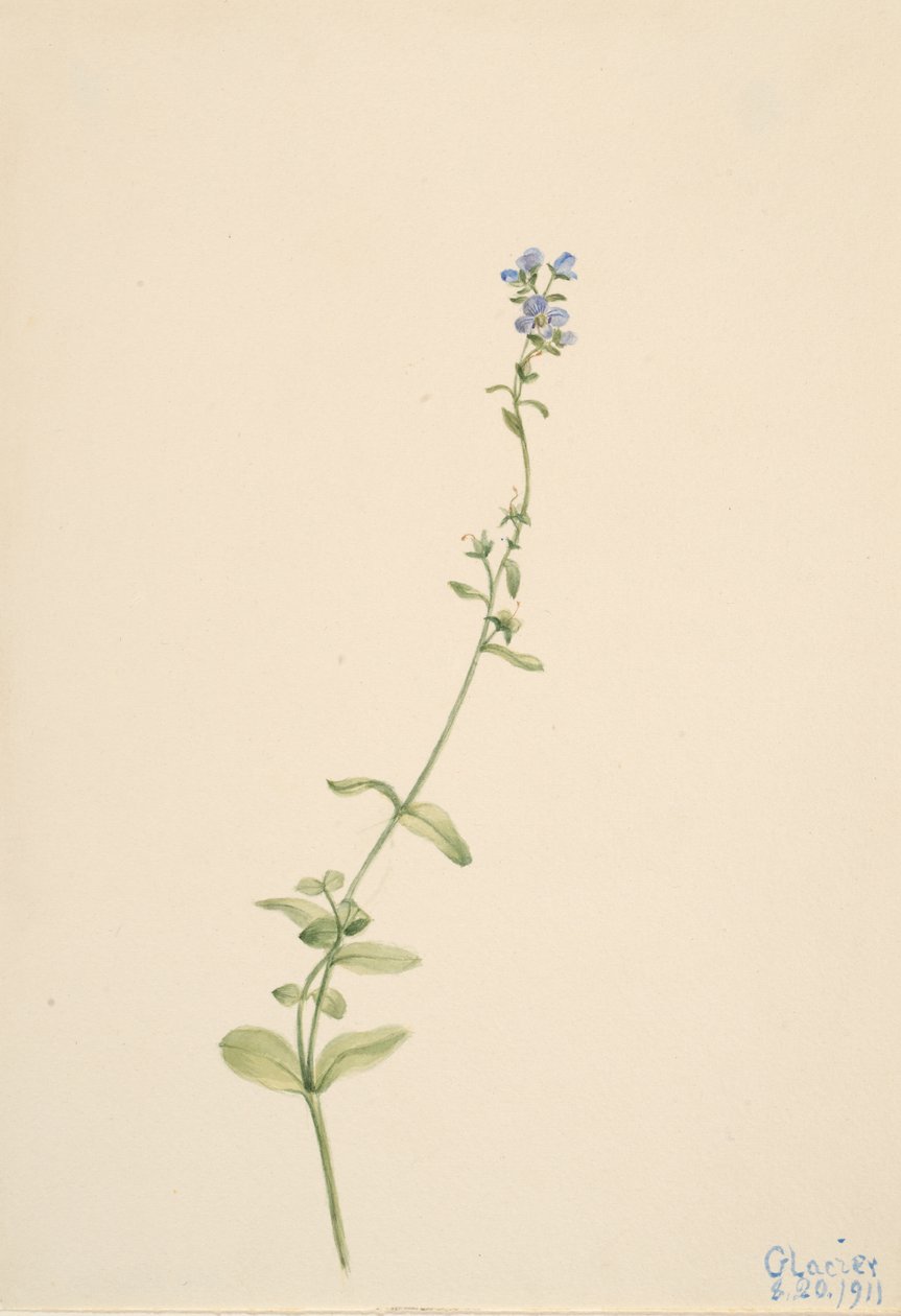 Veronica serpyllifolia, 1911 von Mary Vaux Walcott