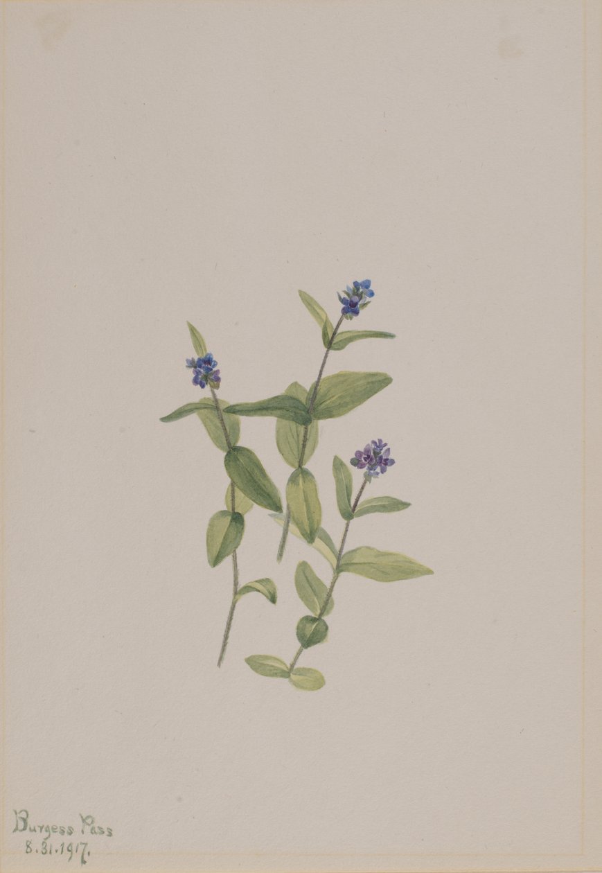 Veronica wormskjoldii, 1917 von Mary Vaux Walcott