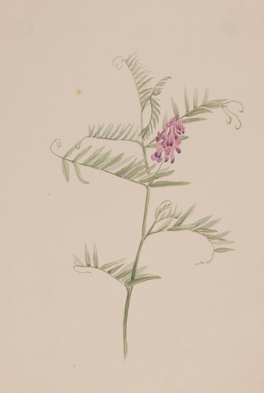 Vicia americana von Mary Vaux Walcott