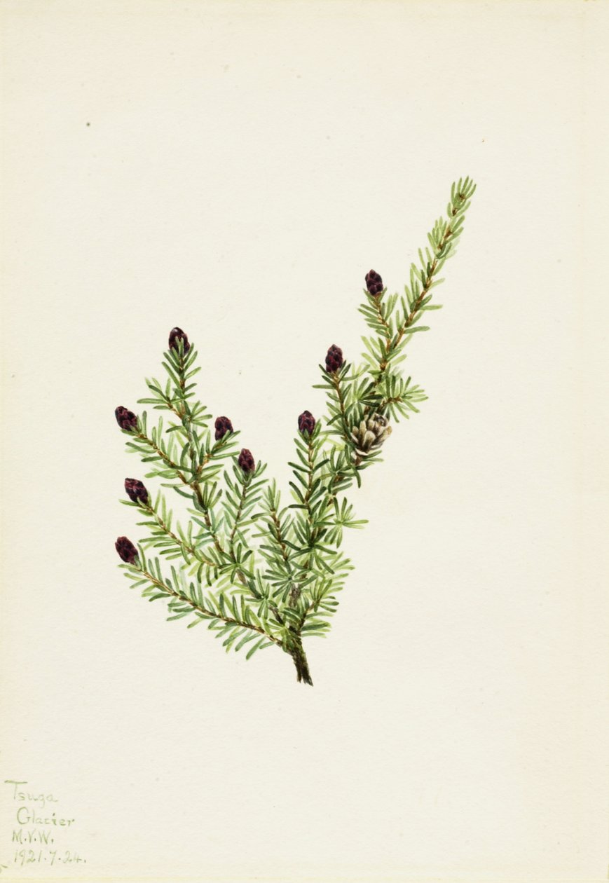 Westliche Hemlocktanne Tsuga heterophylla von Mary Vaux Walcott