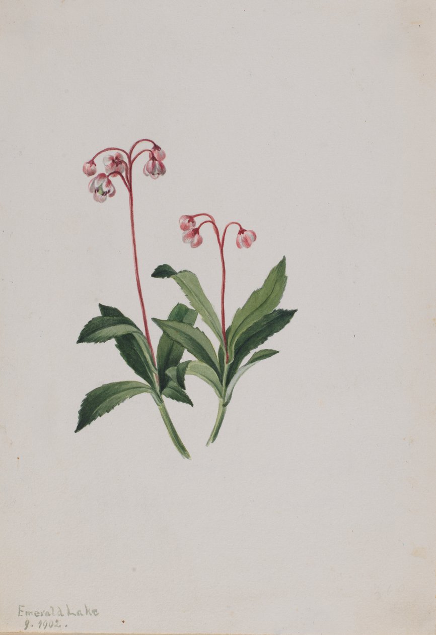 Westliche Pipsissewa Chimaphila umbellata, 1902 von Mary Vaux Walcott