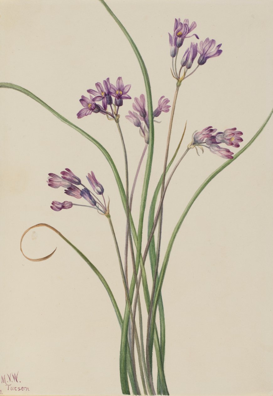 Wilde Hyazinthe Brodiaea pulchella, 1927 von Mary Vaux Walcott