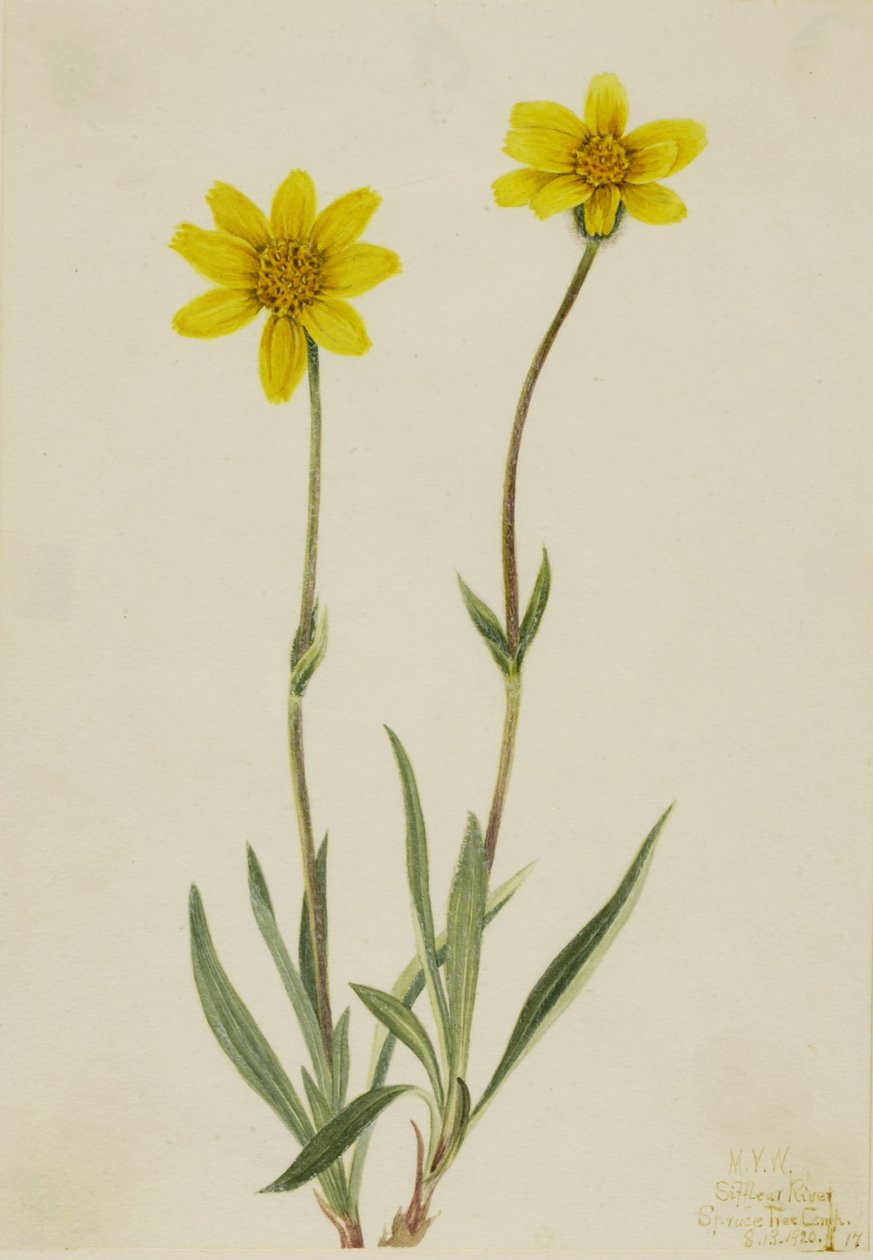 Wollige Arnika (Arnica tomentosa) von Mary Vaux Walcott