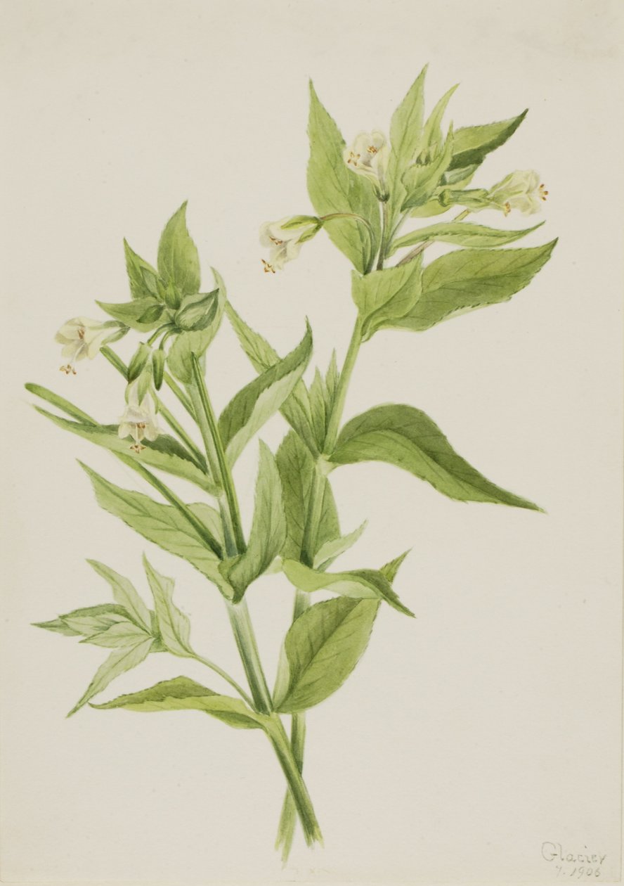 Gelbes Weidenröschen (Epilobium lutem) von Mary Vaux Walcott