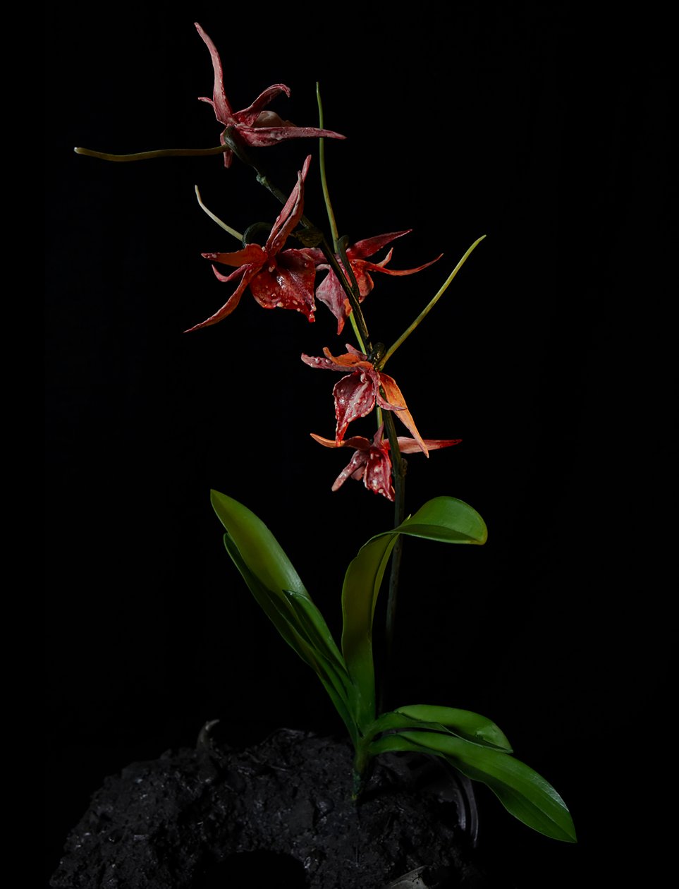 Venale Muse, Augean, 2012 von Mat Collishaw