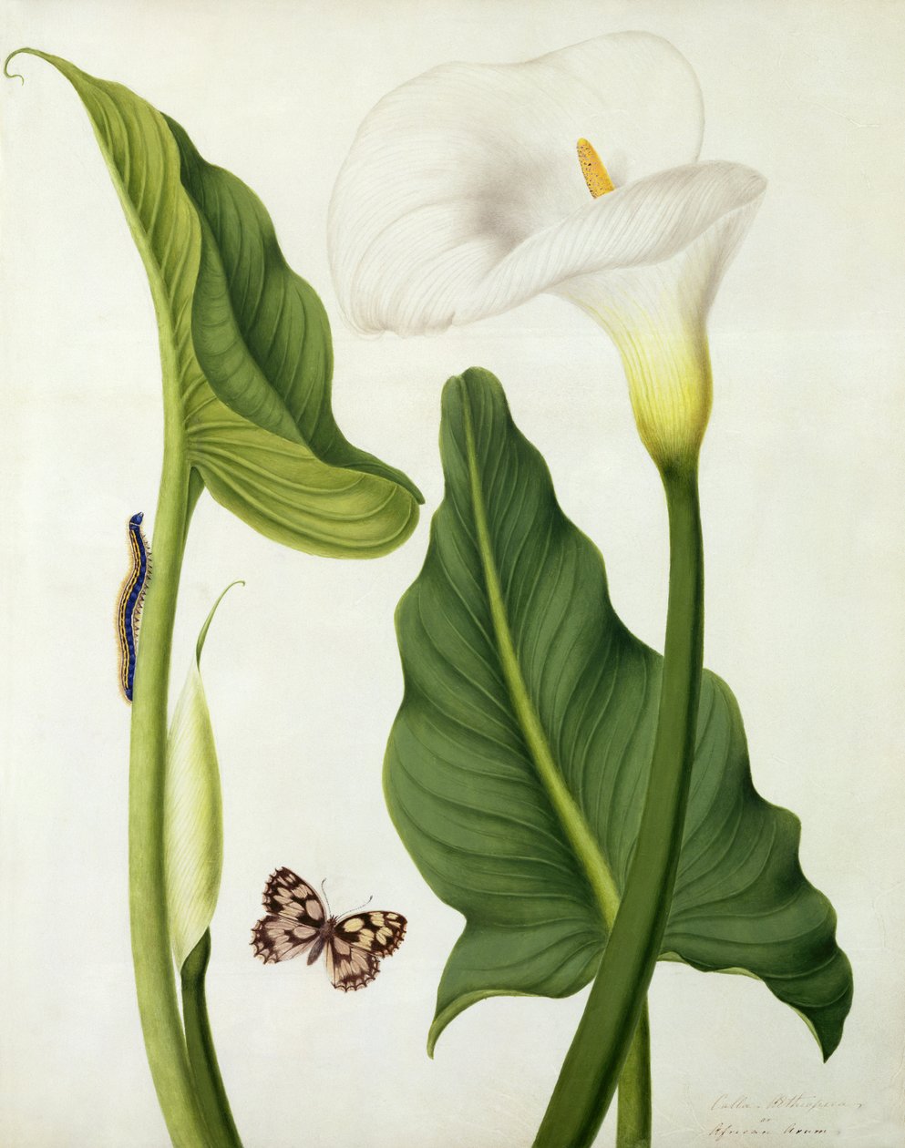 Calla Aethiopica mit Schmetterling und Raupe von Matilda Conyers