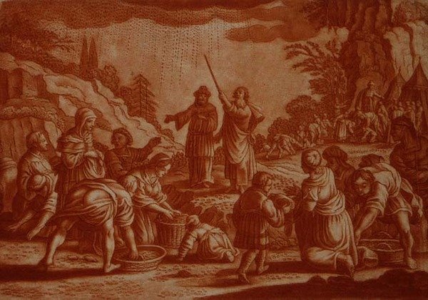 Die Israeliten sammeln Manna, Illustration aus einer Bibel (gestochen von Gabriel Bodeneer) von Mattaus II (after) Merian