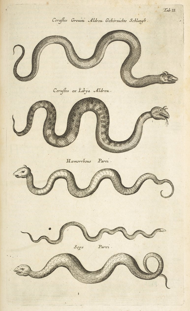 Tafel II, Schlangen, Illustration aus 