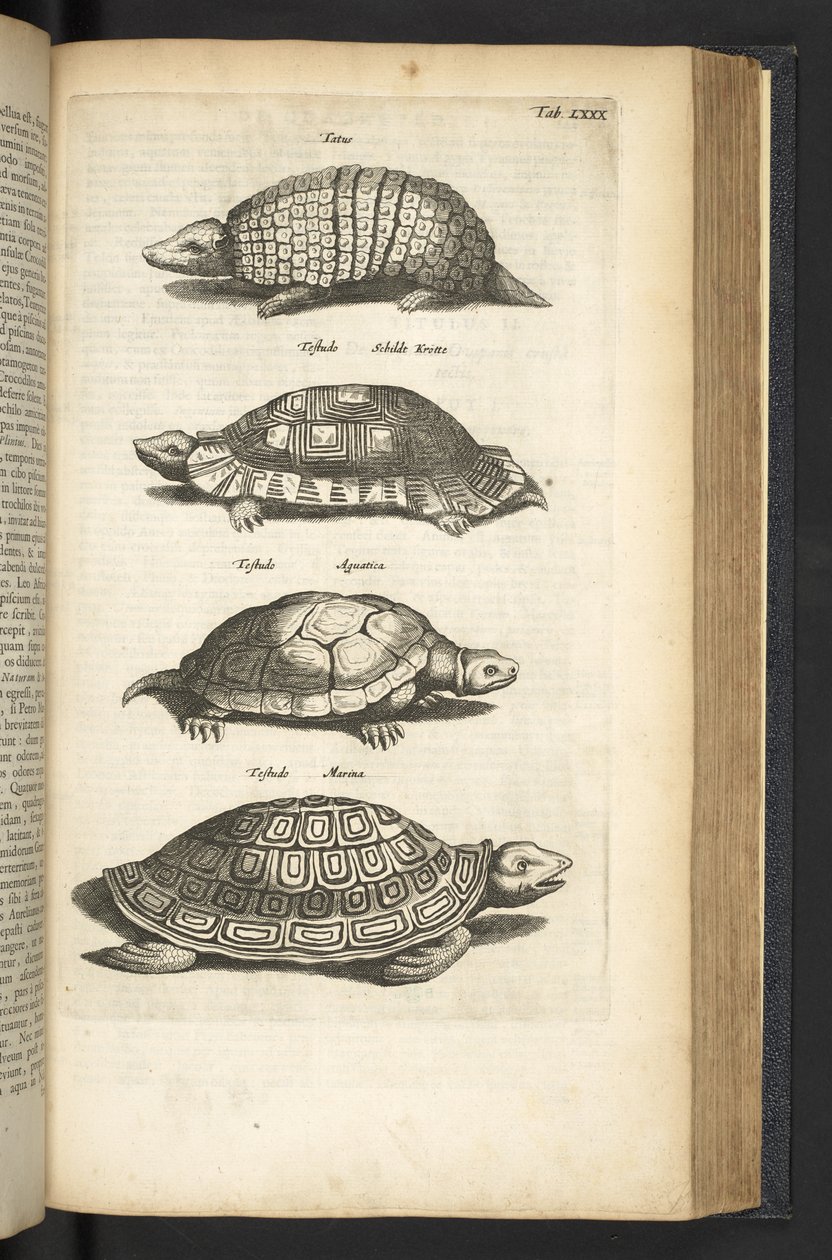 Tab LXXX, Schildkröten, Illustration aus 