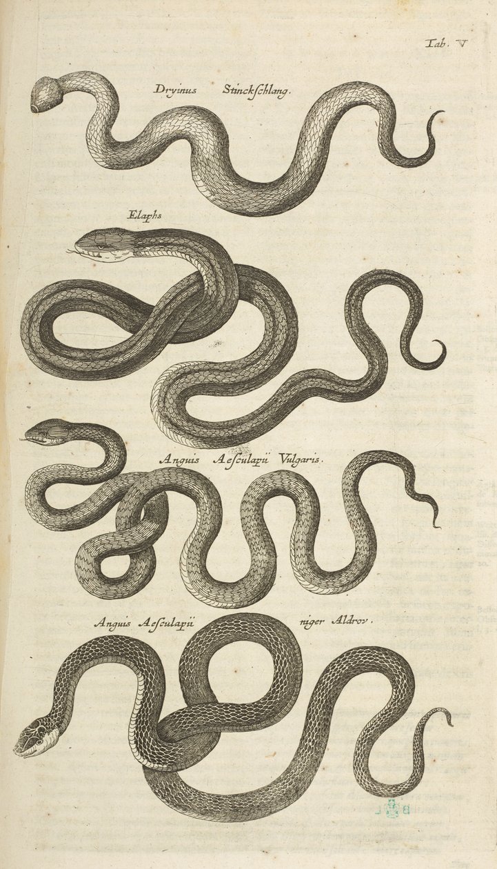 Tafel V, Schlangen, Illustration aus 