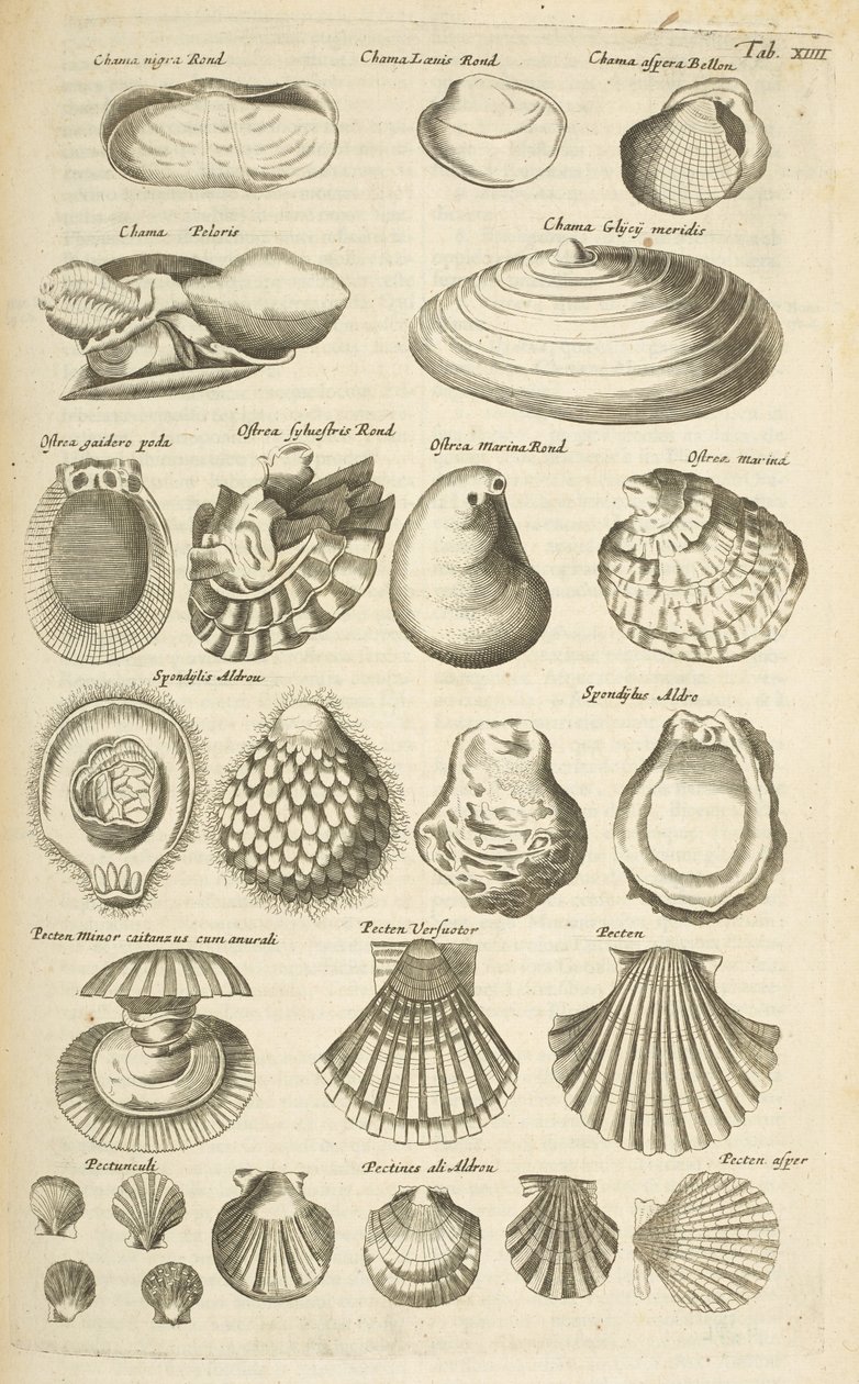 Tab XIIII, Verschiedene Muscheln, Illustration aus 