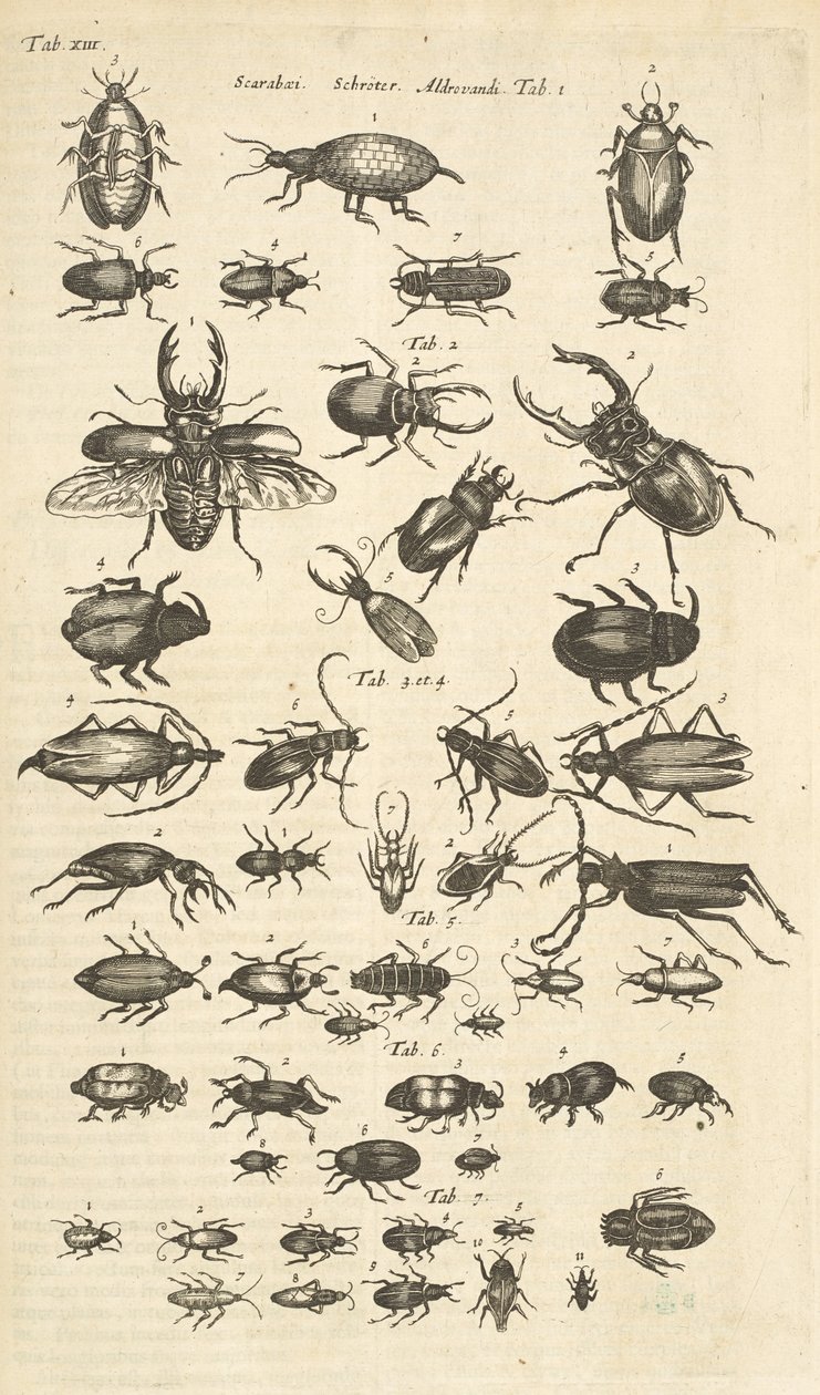 Tab XIII, Käfer, Illustration aus 