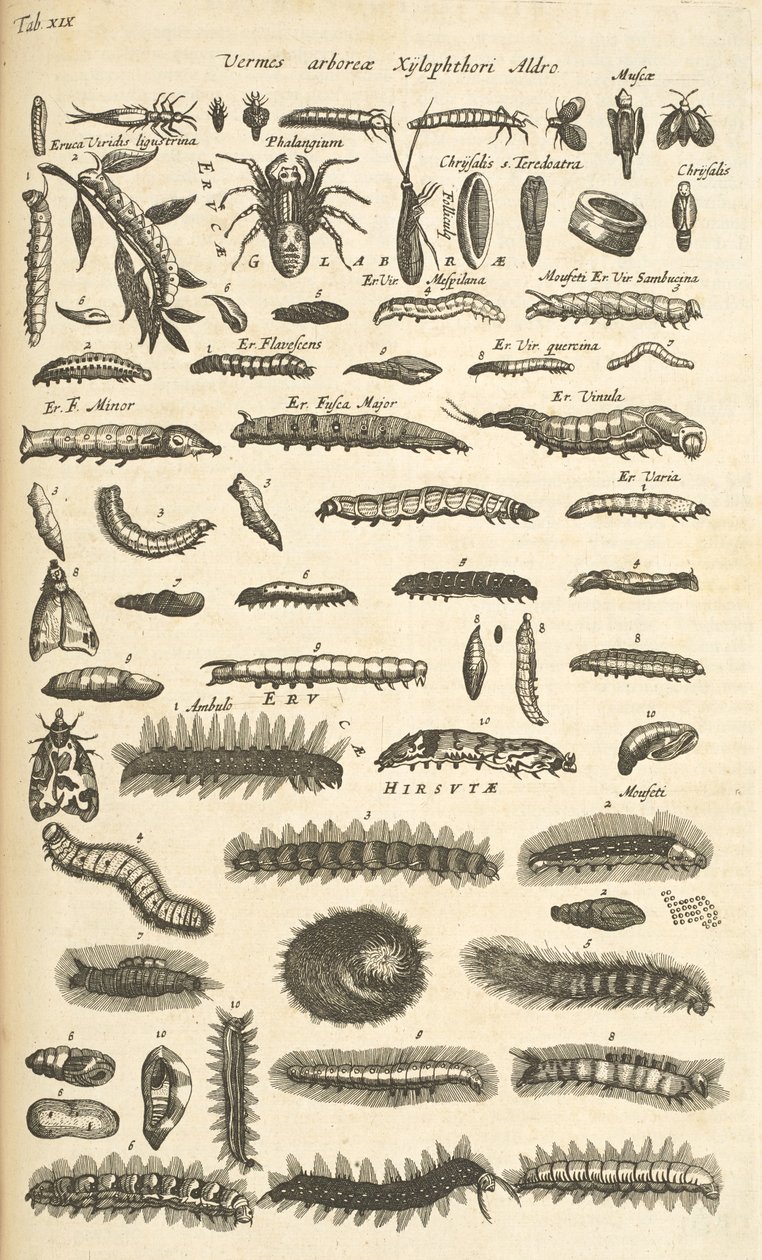 Tafel XIX, Raupen, Illustration aus 