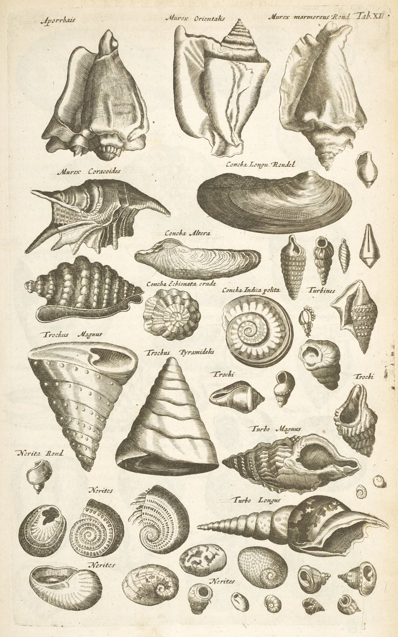 Tafel XI, Verschiedene Muscheln, Illustration aus 