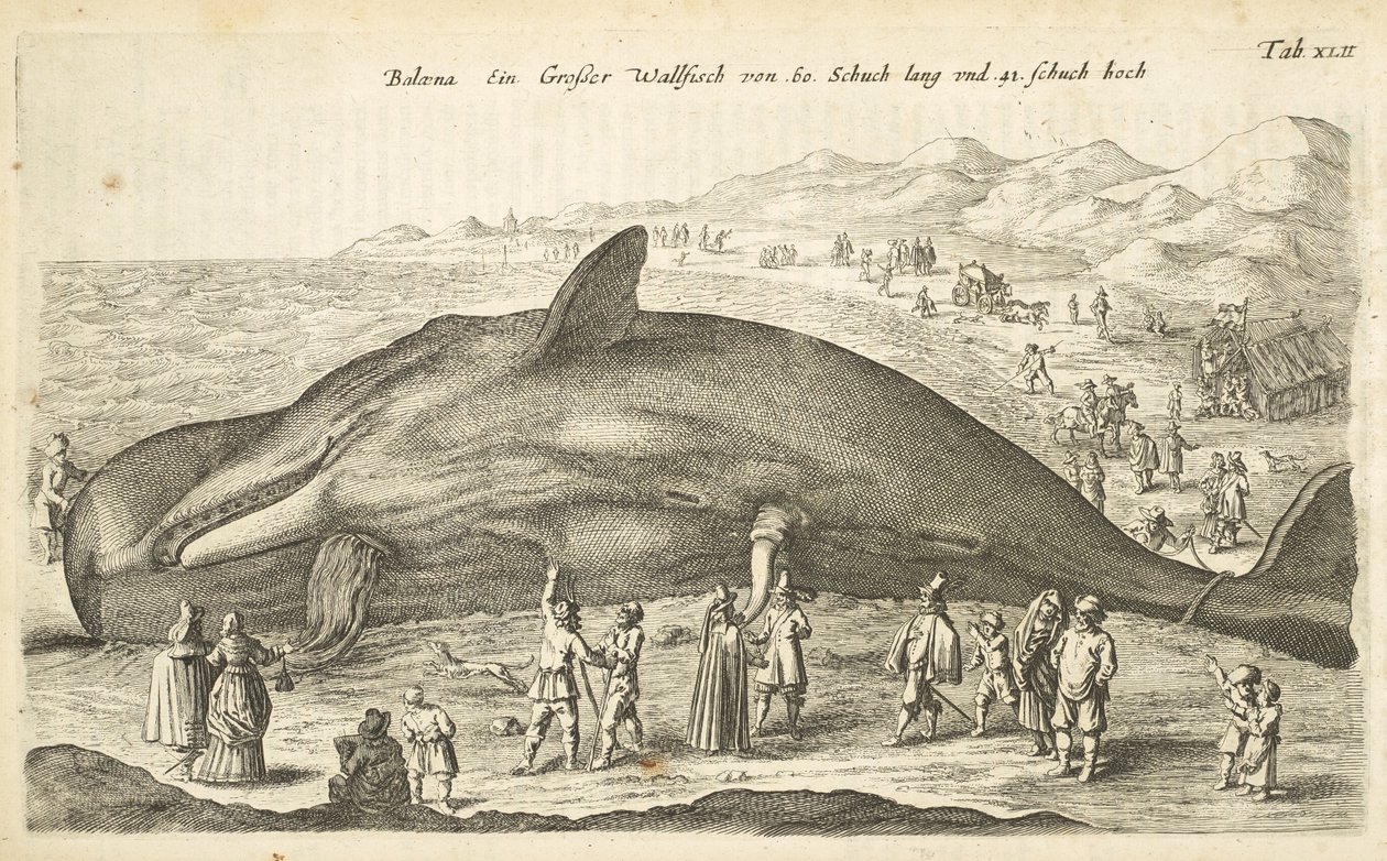 Tafel XLII, Wal, Illustration aus 