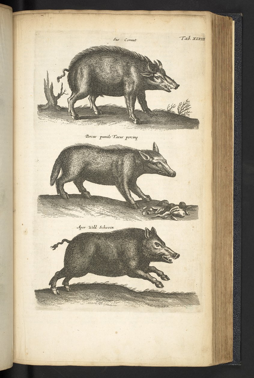 Tafel XLVIII, Wildschwein, Illustration aus 