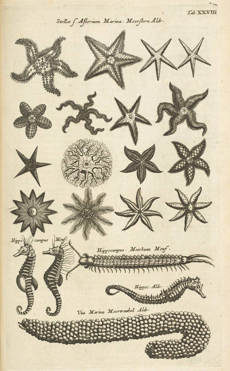 Tafel XXVIII, Seesterne und Seepferdchen, Illustration aus 