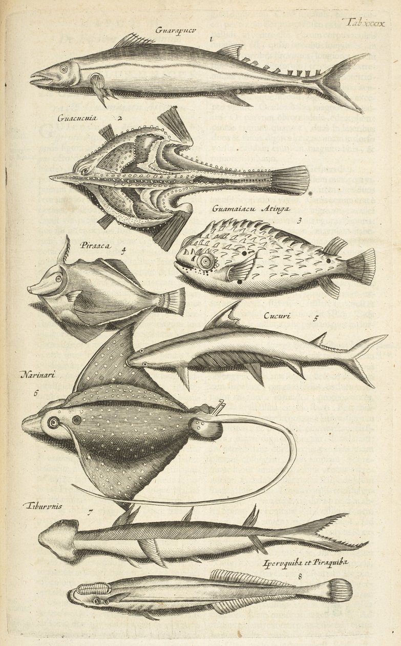 Tab XXXIX, Fischarten, Illustration aus 