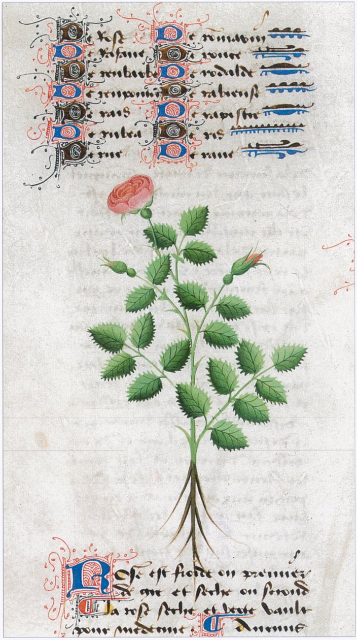 Le Livre des simples medecines - Übersetzung ins Französische aus dem lateinischen Manuskript des 12. Jahrhunderts von Matthaeus Platearius, Arzt in Salerno, Italien von Matthaeus Platearius