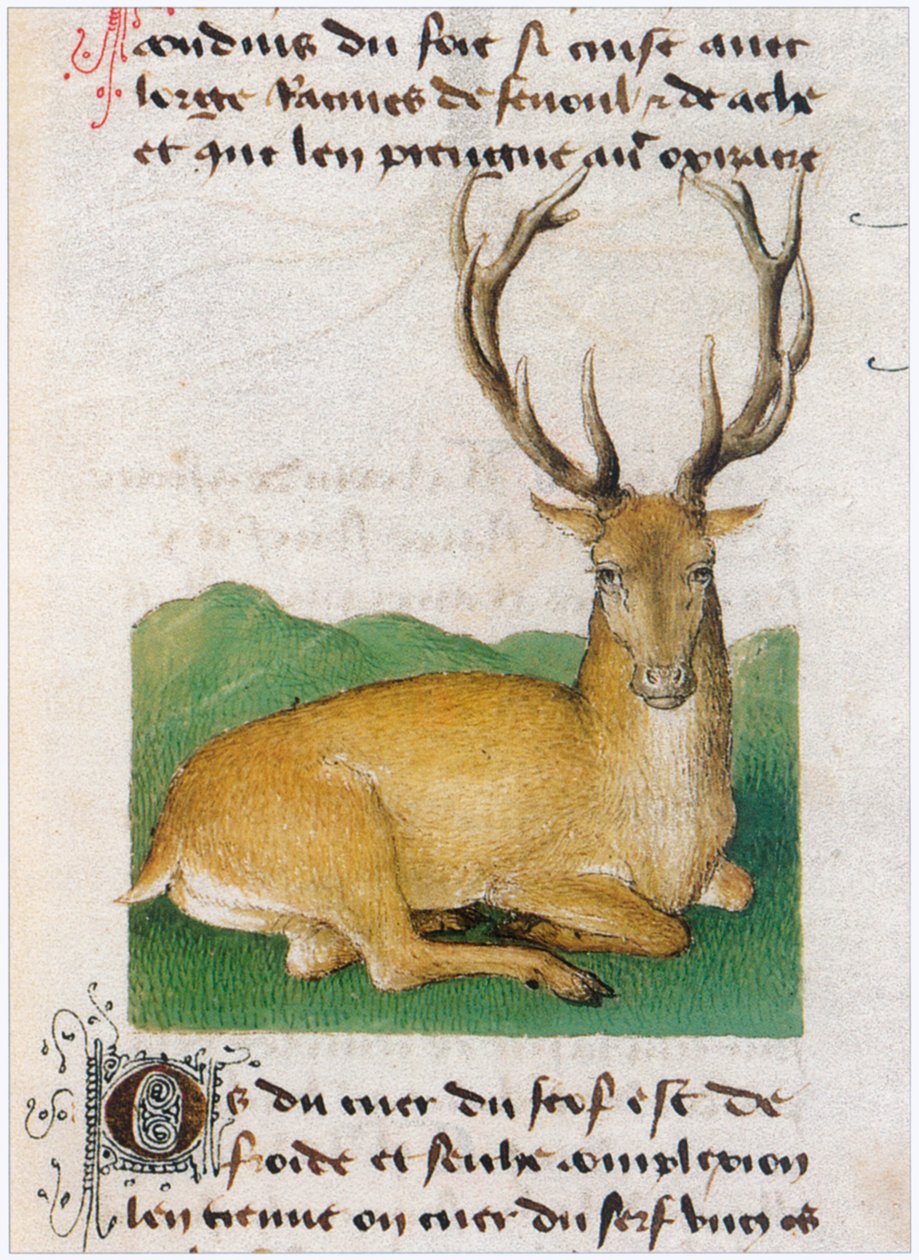 Le Livre des simples medecines - Übersetzung ins Französische aus dem lateinischen Manuskript des 12. Jahrhunderts von Matthaeus Platearius von Matthaeus Platearius