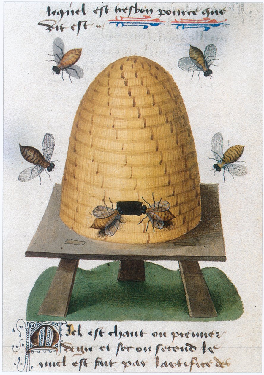 Le Livre des simples medecines von Matthaeus Platearius