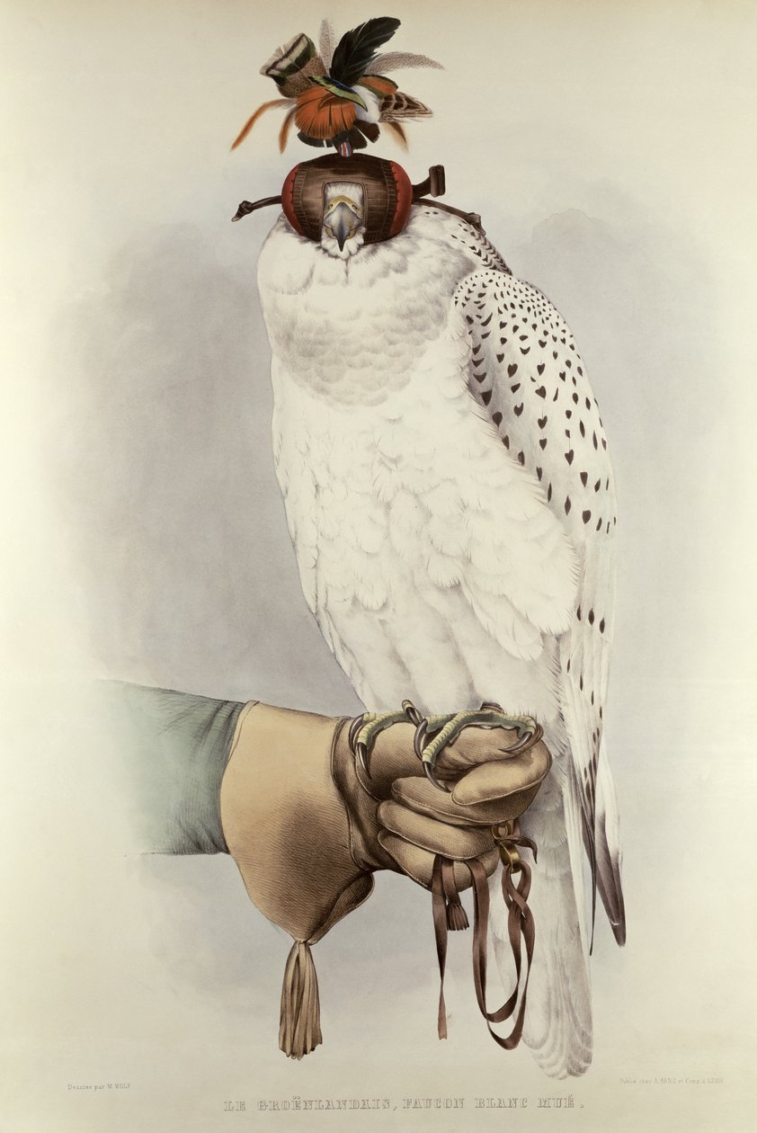 Le Groenlandais, Weißer Falke, aus Traite de Fauconnerie von H. Schlegel & A.H. Verster de Wulverhorst von Mattias Wolf