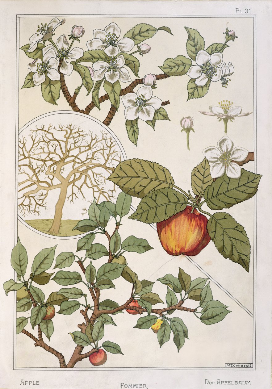 Apfelbaum, Früchte und Blumen, aus 