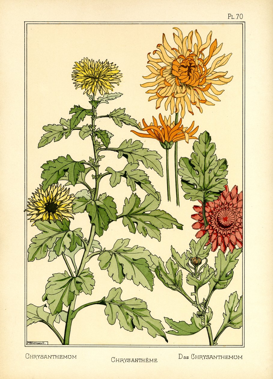 Die Chrysantheme von Maurice Pillard Verneuil