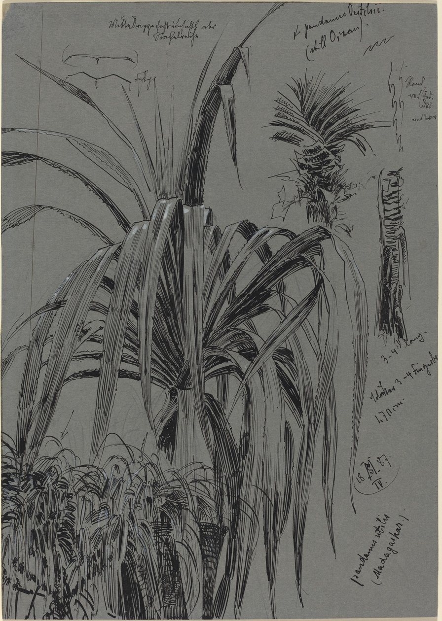 Studien von Schraubenpalmen aus Madagaskar von Max Seliger