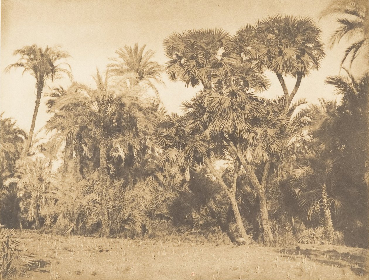 Bois de Dattiers et de Doums, à Hamarneh, 1849-50 von Maxime Du Camp
