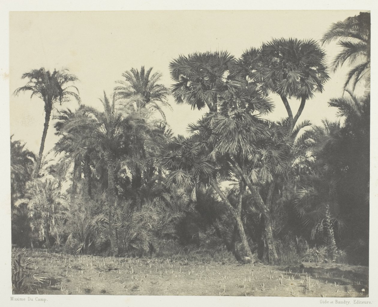 Dattel- und Doumpalmenwald, Oberägypten von Maxime Du Camp