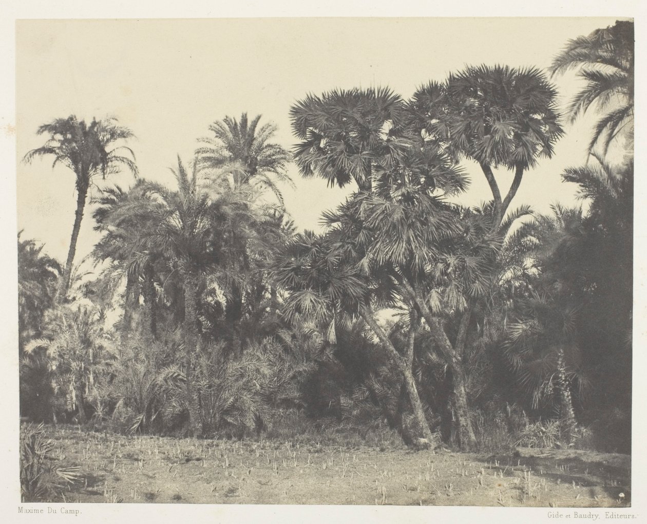 Dattel- und Doumpalmenwald, Oberägypten von Maxime Du Camp
