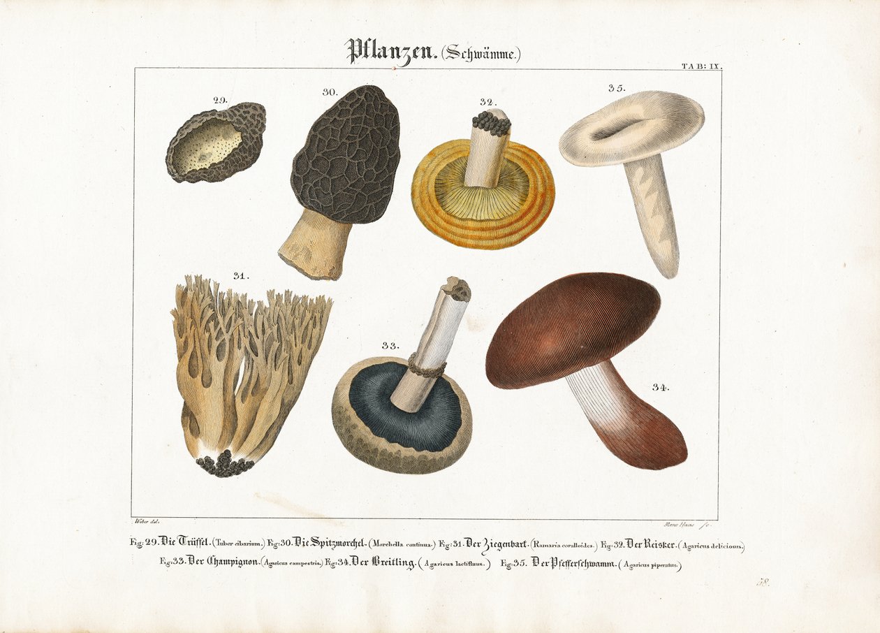 Essbare und giftige Pilze von Meno Haas