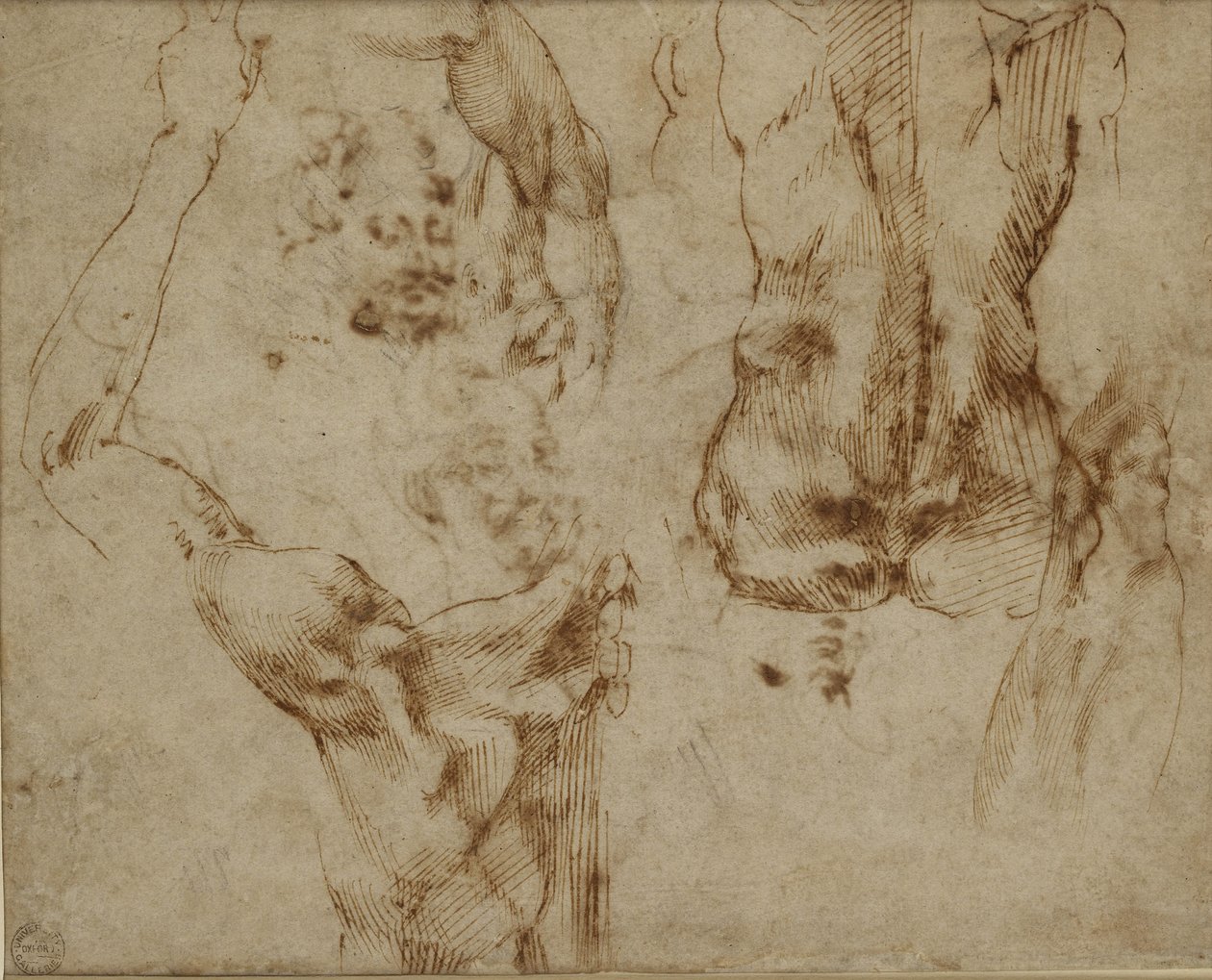 Studie eines Rückens und einer Schulter von Michelangelo Buonarroti