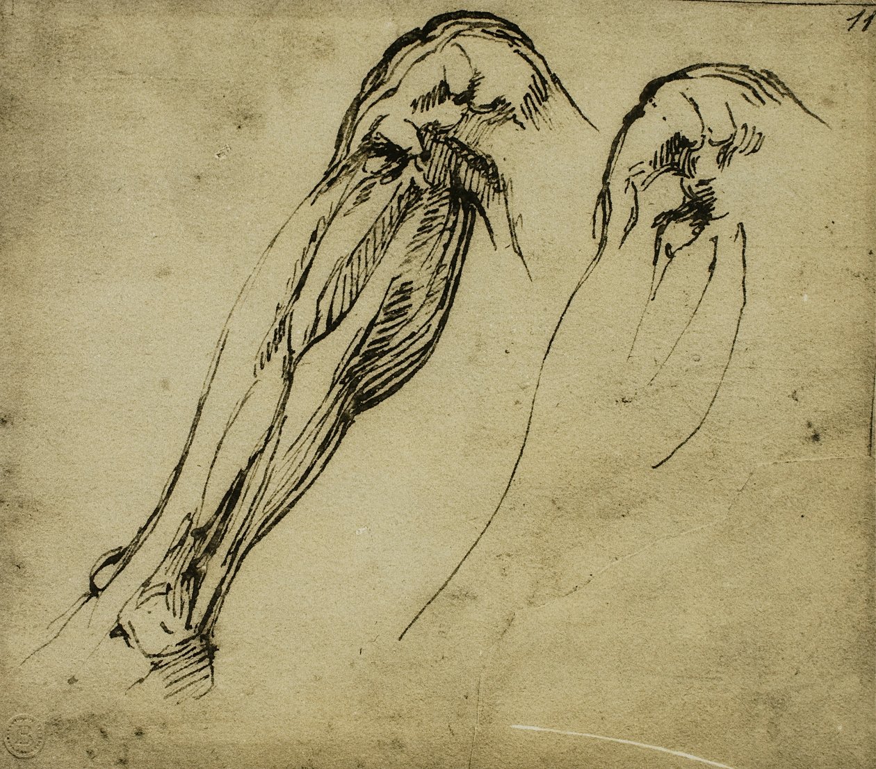 Anatomische Studien eines Beins, Zeichnung von Michelangelo. Casa Buonarroti, Florenz von Michelangelo Buonarroti