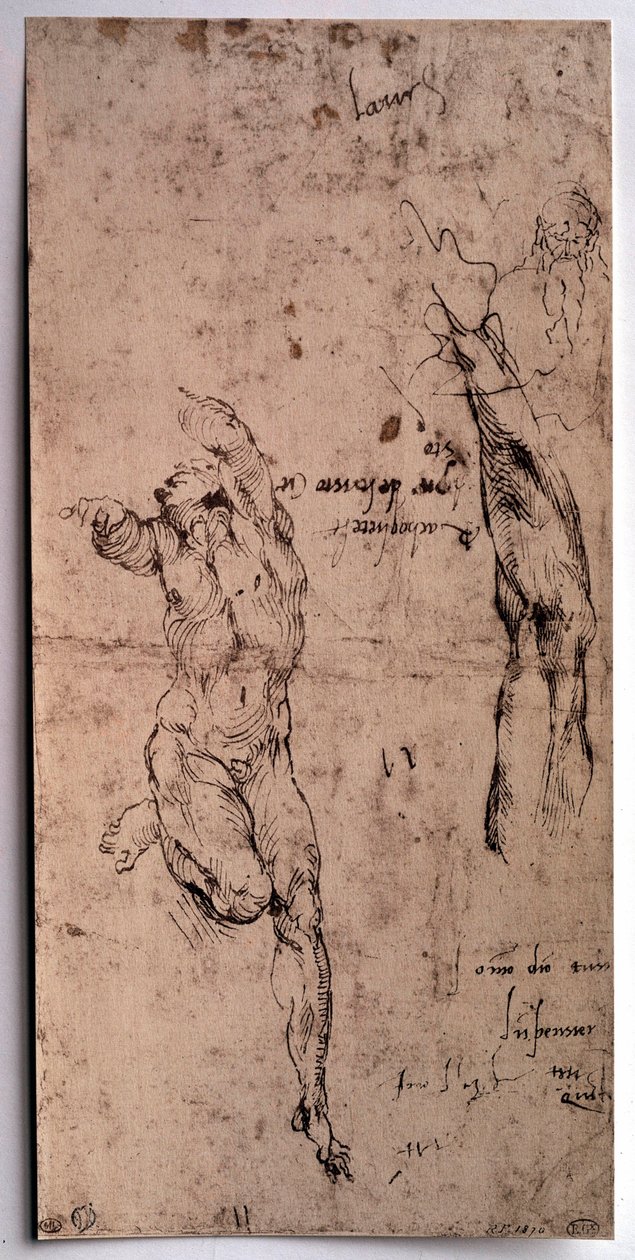 Nackter Mann, Armstudie von Michelangelo Buonarroti