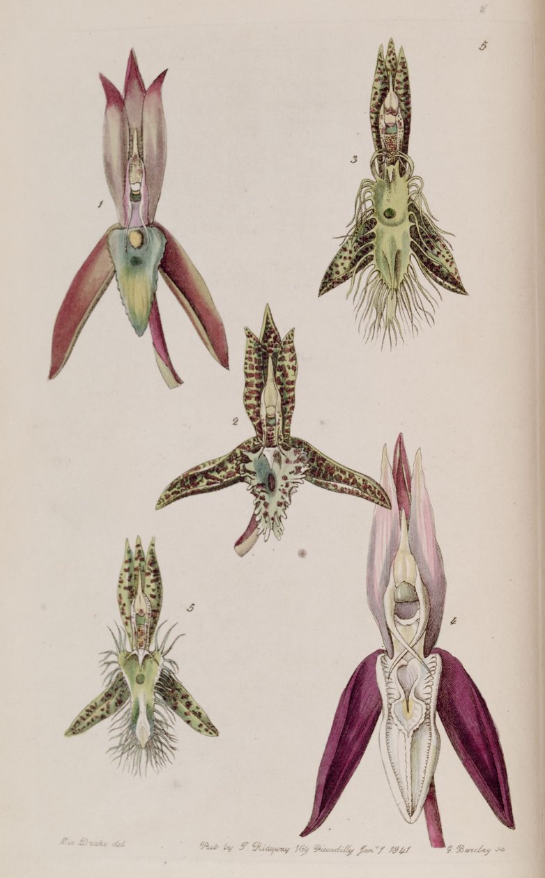 Illustration von I. Catasetum callosum II. Catasetum cristatum III. Catasetum barbatum IV. Catasetum laminatum V. Catasetum lanciferum von Miss Drake
