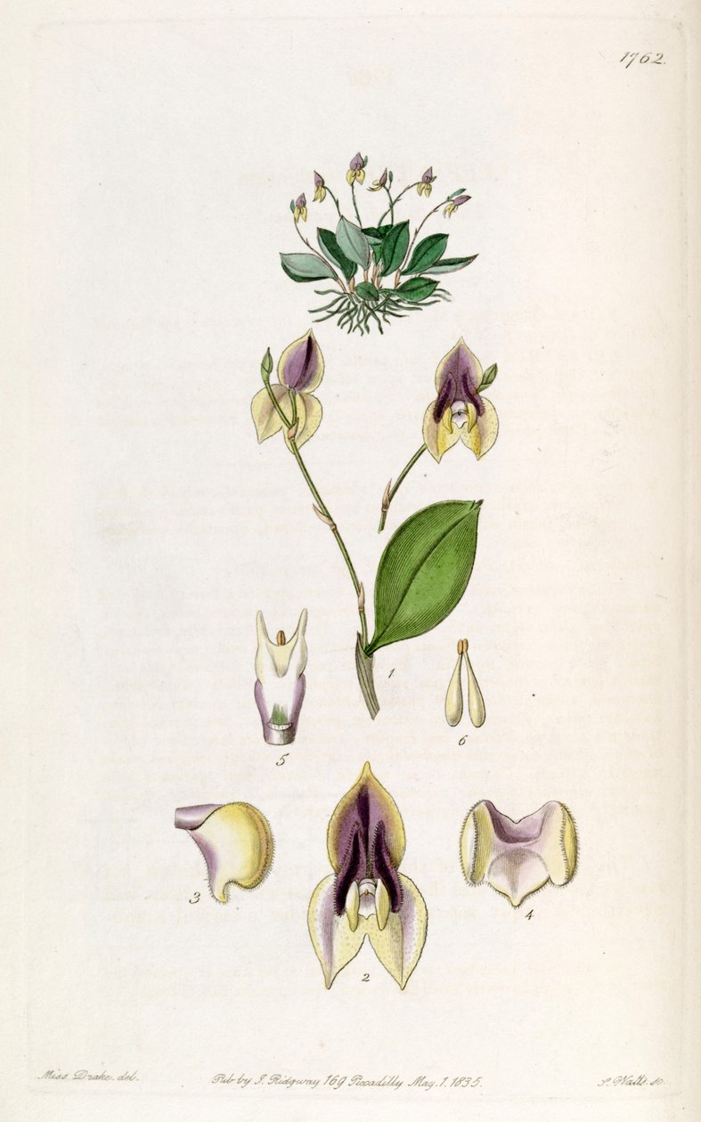 Lepanthes tridentata von Miss Drake