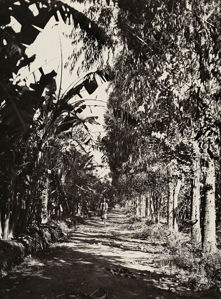 „Ein Imperium aufbauen“ im faschistischen Zeitalter: ein Obstgarten in Cheren, 09/05/1936 von Modestino Baldinetti