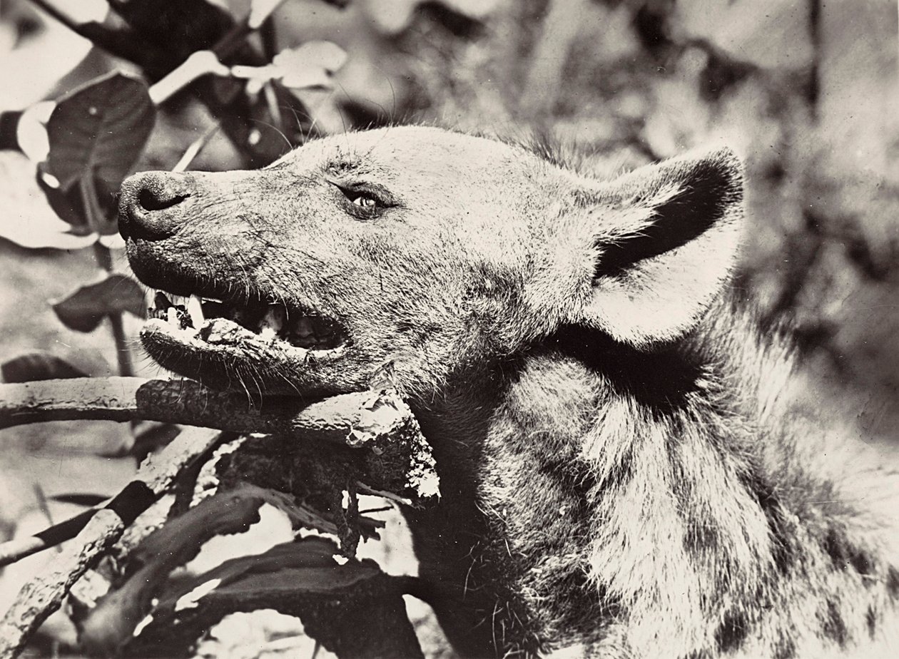 Bau eines Imperiums im faschistischen Zeitalter: Kopf einer Hyäne, 09/05/1936 von Modestino Baldinetti