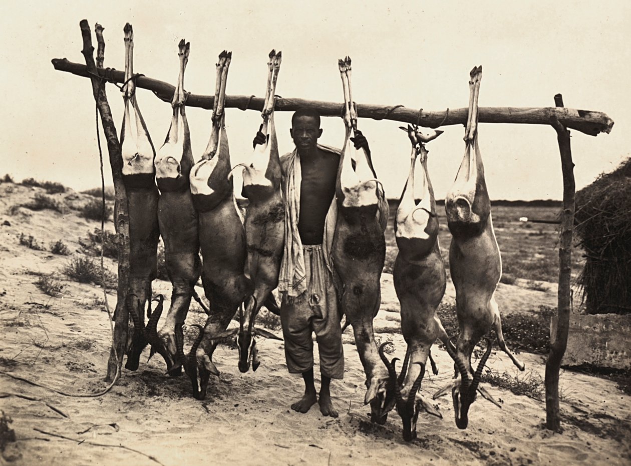 Einige gefangene Hirsche, 09/05/1936 von Modestino Baldinetti