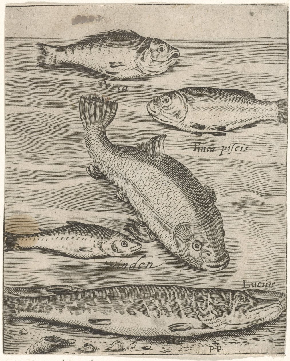 Studienblatt mit fünf Fischen (Piscium vivae icones) von Monogrammist P+P