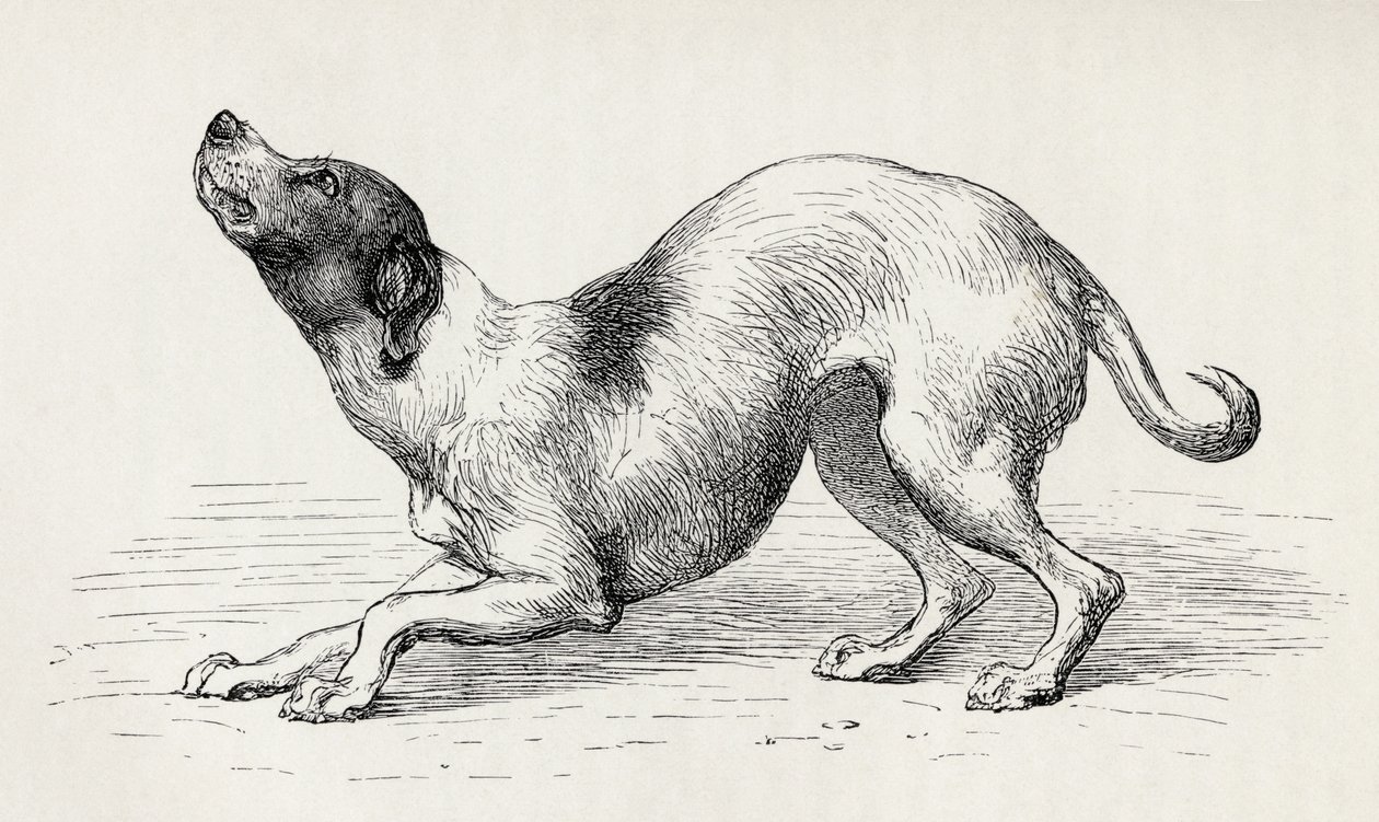 Hund in bescheidener und liebevoller Stimmung, aus Charles Darwins 
