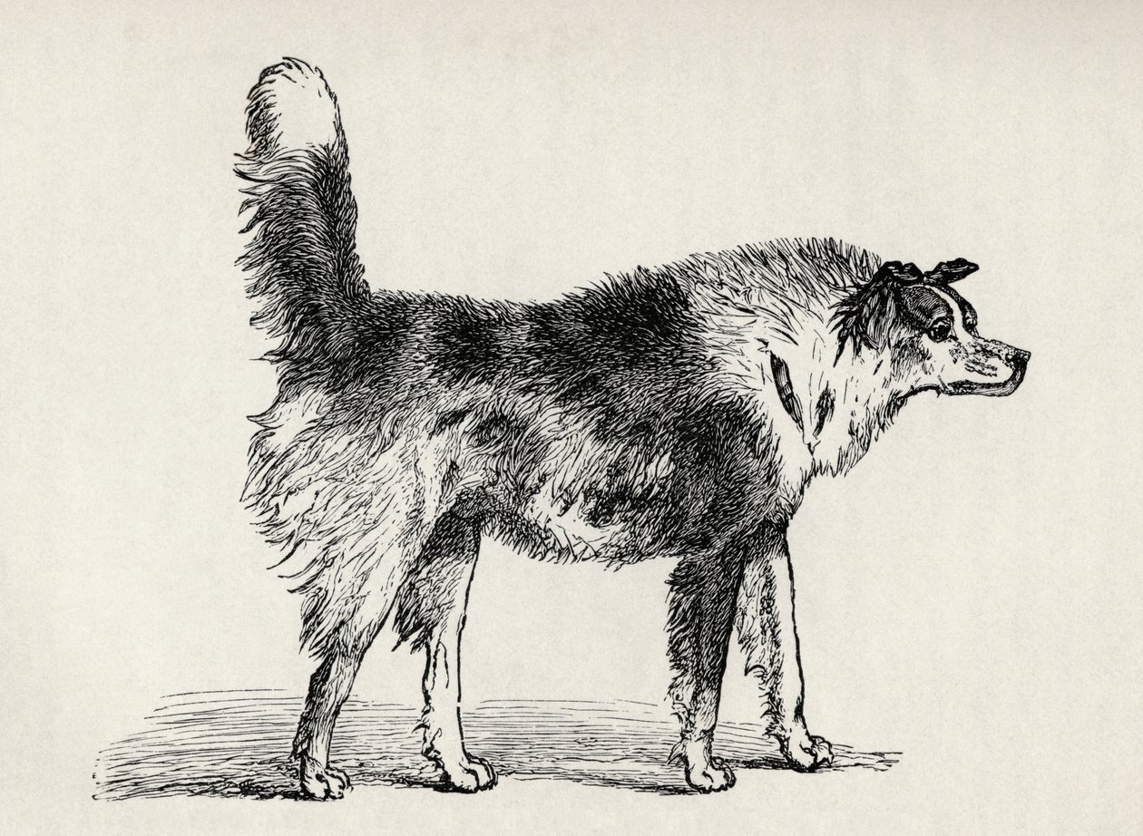Halbblut-Schäferhund mit feindlichen Absichten, aus Charles Darwins 
