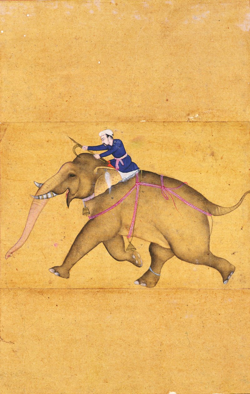 Ein Mahout reitet auf einem Elefanten, aus dem Großen Clive-Album von Mughal School
