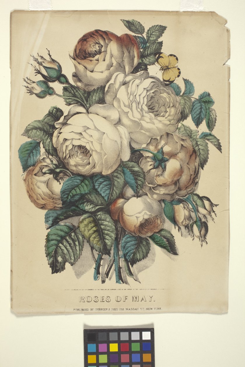 Rosen des Mai von N. and Ives J.M. (1824 95) Currier